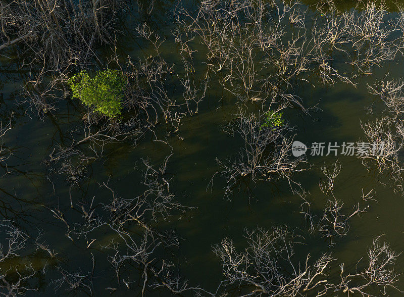 天江省Tan Thanh海滩红树林沼泽的航拍摘要照片